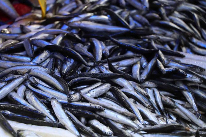 Kulağına Kar Suyu Kaçan Hamsiye Vatandaştan Yoğun Talep