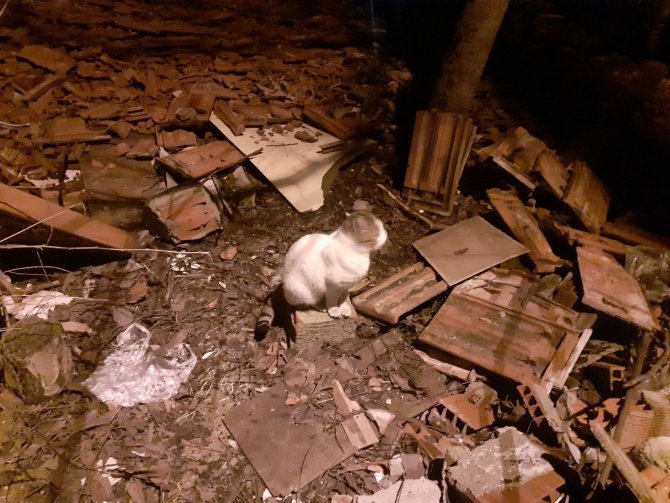 Çatı Katında Sıkışan Kediyi İtfaiye Ekipleri Kurtardı