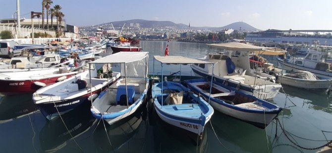 Kuşadası Sahillerinde Tatlı Su Samuru Görüldü