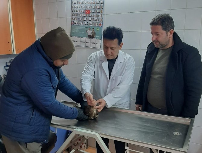 Manisa’da Yaralı Kızıl Şahin Tedavi Altına Alındı