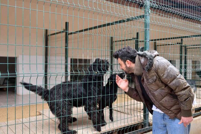 Mersin’de Ocak Ayında 29 Köpek Yeni Yuvalarına Kavuştu