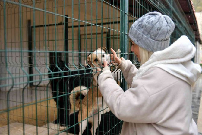 Mersin’de Ocak Ayında 29 Köpek Yeni Yuvalarına Kavuştu