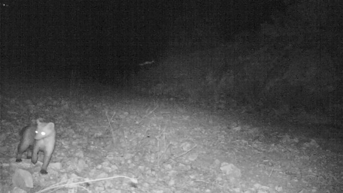 Samsun’da Nesli Tükenme Tehlikesinde Olan Vaşak Ve Yaban Kedisi Fotokapanla Görüntülendi