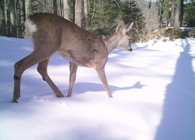 Samsun’da Nesli Tükenme Tehlikesinde Olan Vaşak Ve Yaban Kedisi Fotokapanla Görüntülendi