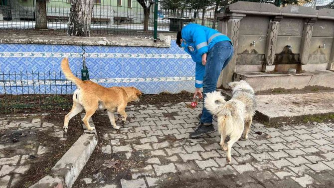 Şaphane’de Sokak Hayvanlarına Mama Desteği