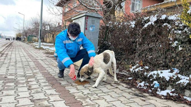 Şaphane’de Sokak Hayvanlarına Mama Desteği