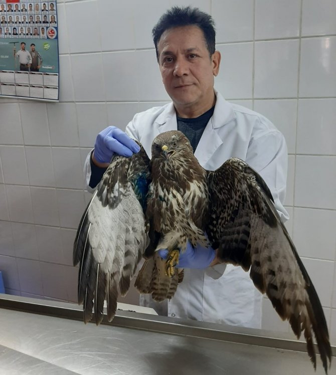 Manisa’da Yaralı Kızıl Şahin Tedavi Altına Alındı