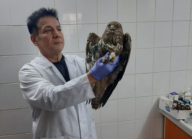 Manisa’da Yaralı Kızıl Şahin Tedavi Altına Alındı