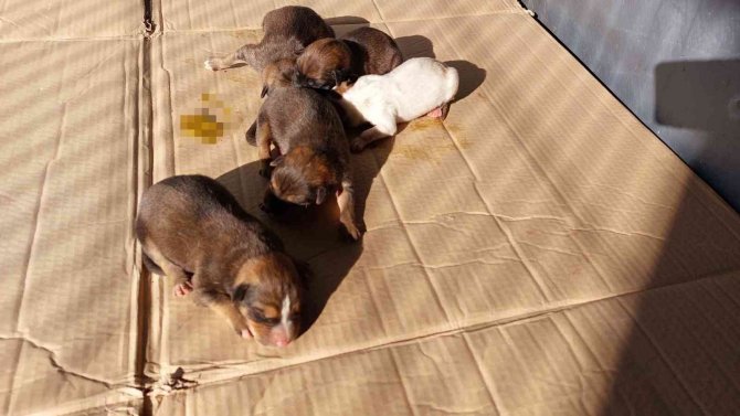 Avcılar’da Zehirlenen Hamile Köpek 5 Yavru Dünyaya Getirdi
