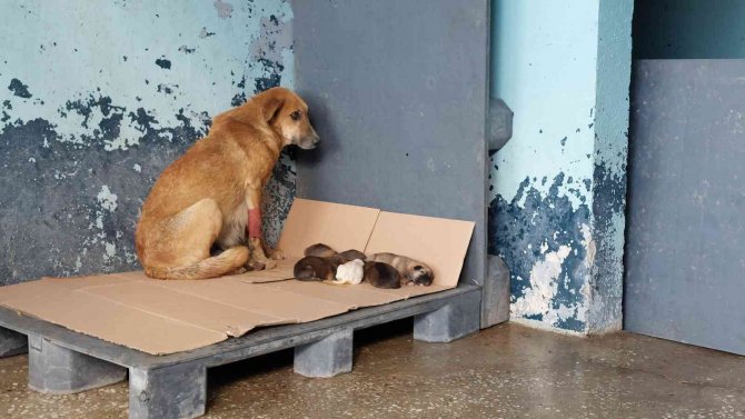 Avcılar’da Zehirlenen Hamile Köpek 5 Yavru Dünyaya Getirdi