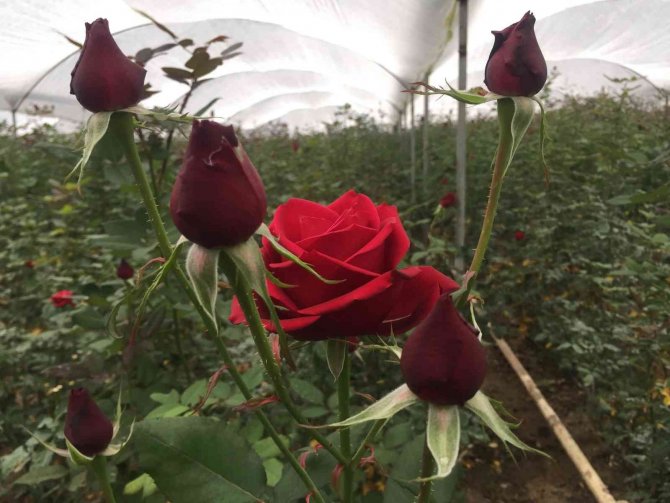 Sevgililer Günü Öncesi Gülü Soğuk Vurdu