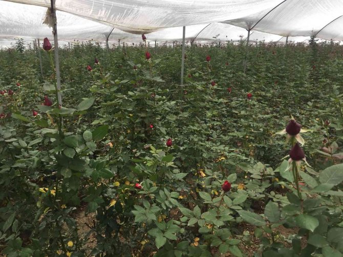 Sevgililer Günü Öncesi Gülü Soğuk Vurdu