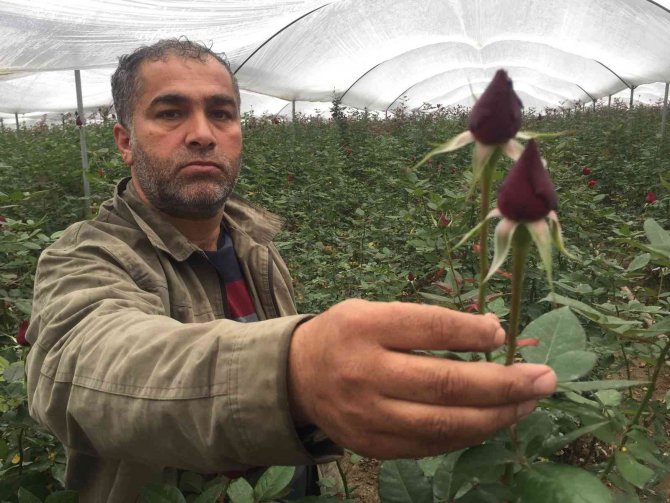 Sevgililer Günü Öncesi Gülü Soğuk Vurdu
