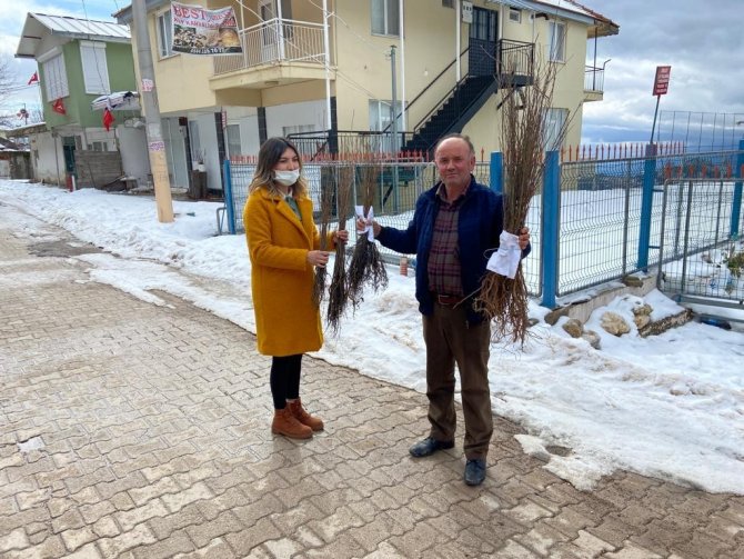 Antalyalı Çiftçilere Ceviz Ve Meyve Ağacı Fidanı Dağıtımı
