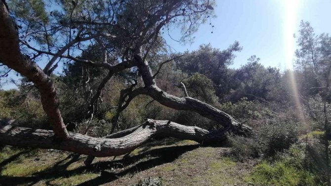 Kuruyan Çam Ağacı Canlı Yayında Yıkıldı, Şans Eseri Yaralanan Olmadı