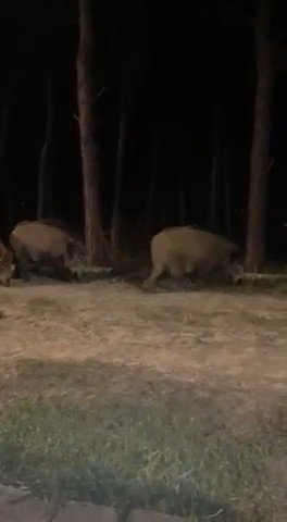 Beykoz’da Aç Kalan Domuzlar Şehre İndi
