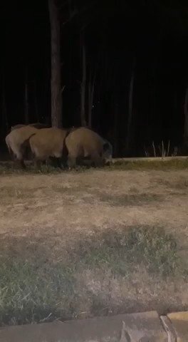 Beykoz’da Aç Kalan Domuzlar Şehre İndi