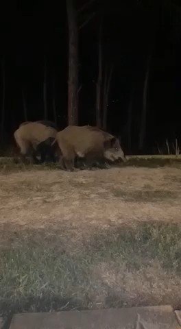 Beykoz’da Aç Kalan Domuzlar Şehre İndi