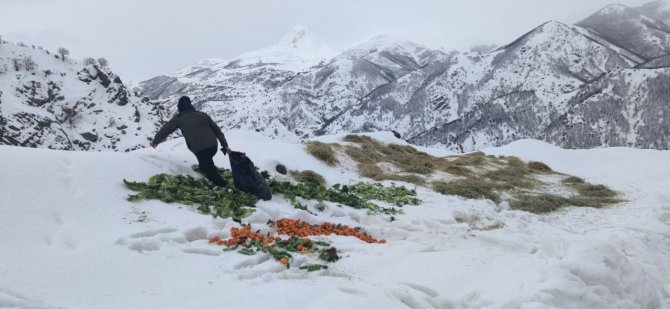 Bingöl’de Şeytan Dağlarına 500 Kilo Yem Bırakıldı
