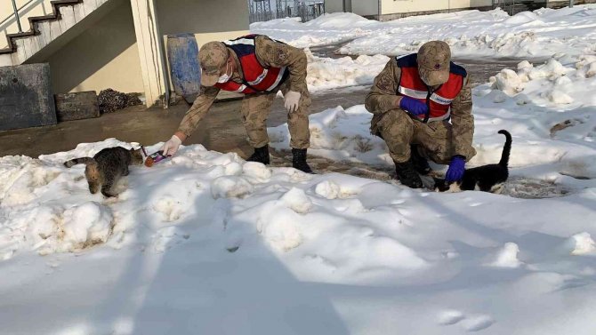 Jandarma Sokak Hayvanlarını Elleriyle Besledi