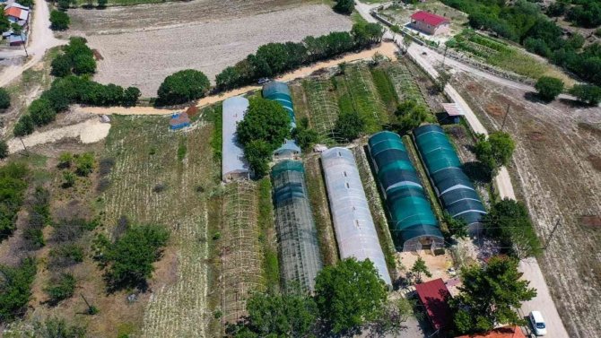 Safranbolu Belediyesi 1 Yılda 130 Bin Çiçek Üretti