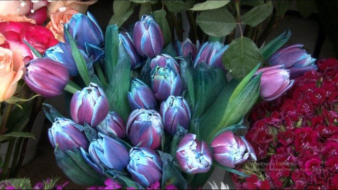 Çiçeklere ’14 Şubat’ Zammı