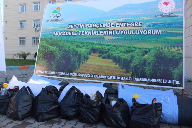 Zeytin Üreticisine Devlet Desteği Sürüyor