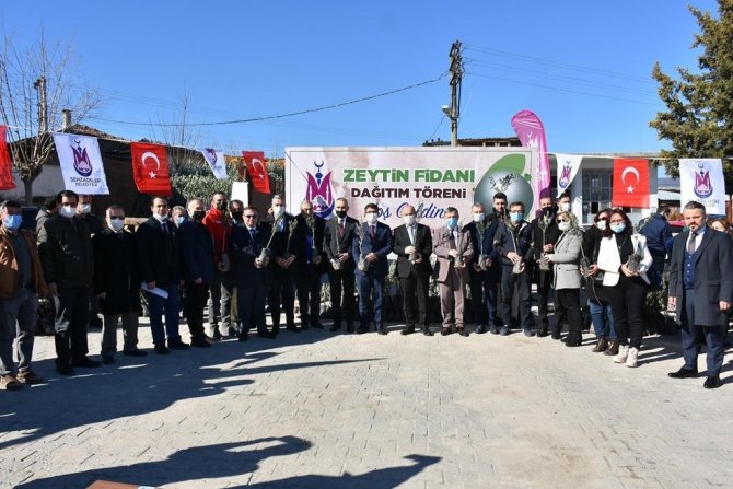Şehzadeler Belediyesi 20 Bin Zeytin Fidanı Dağıttı