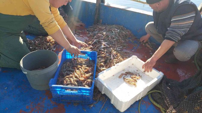 Marmara’da Kıyı Balıkçılarının Umudu Karides