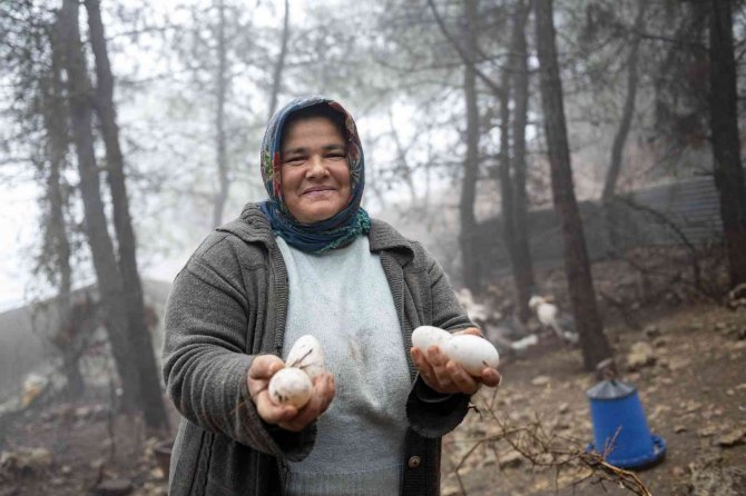 Civciv Olarak Verilen Kazlar Büyüdü