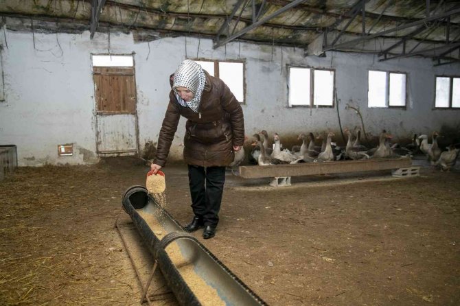 Civciv Olarak Verilen Kazlar Büyüdü