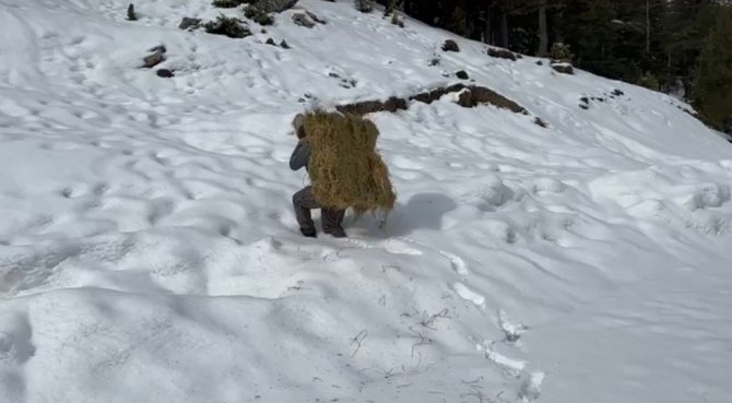 Diz Boyu Karda Yaban Hayvanları İçin Sırtında Yonca Balyası Taşıdı