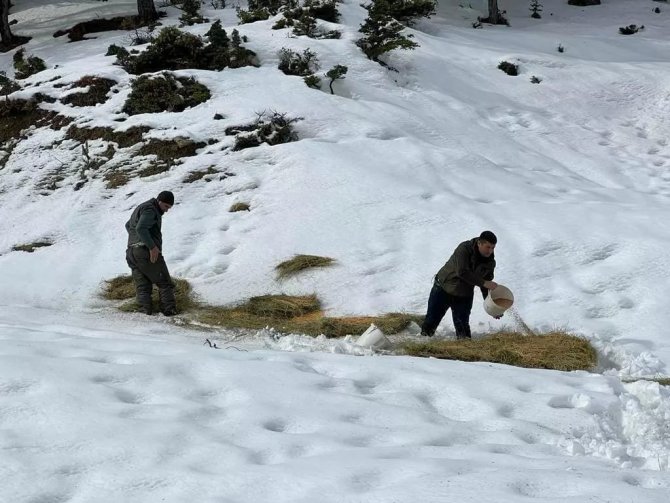 Diz Boyu Karda Yaban Hayvanları İçin Sırtında Yonca Balyası Taşıdı