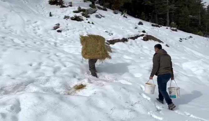 Diz Boyu Karda Yaban Hayvanları İçin Sırtında Yonca Balyası Taşıdı