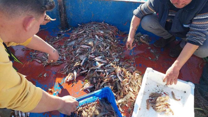 Marmara’da Kıyı Balıkçılarının Umudu Karides