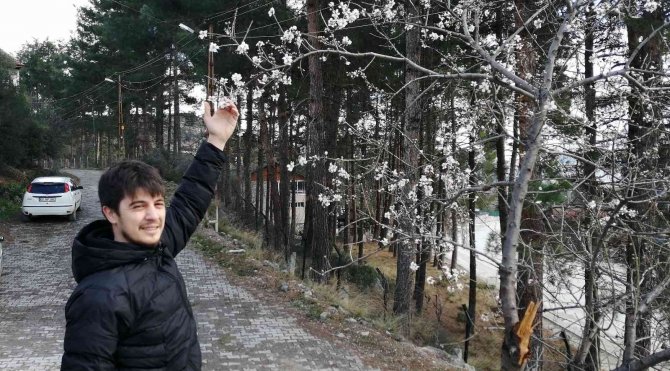 Tokat’ta Erik Ağacı Kış Mevsiminde Çiçek Açtı