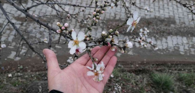 Tokat’ta Erik Ağacı Kış Mevsiminde Çiçek Açtı