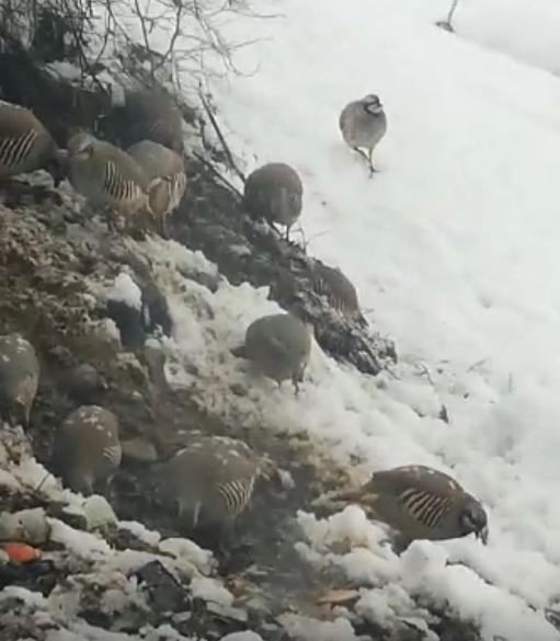 Tuncelili Vatandaştan Örnek Davranış: Her Gün Onlarca Yaban Kekliğini Besliyor