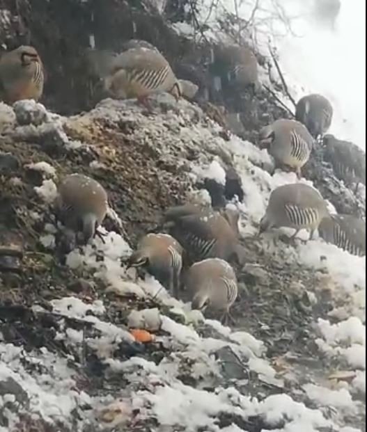 Tuncelili Vatandaştan Örnek Davranış: Her Gün Onlarca Yaban Kekliğini Besliyor