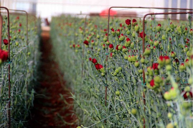 Kesme Çiçek Sektöründe Sevgililer Günü Bereketi