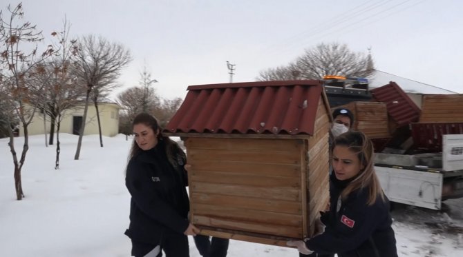 Erciş Belediyesinden Sokak Hayvanları İçin Kulübe