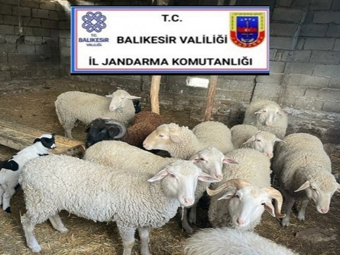 Ayvalık’ta Koyun Hırsızlarına Jandarmadan Kaçamadı