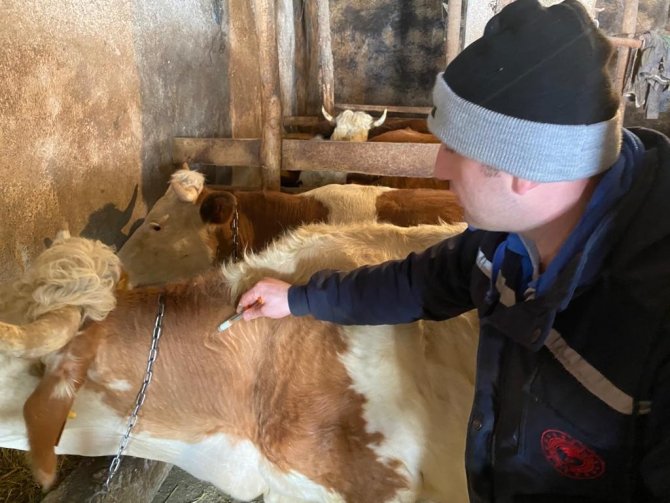 Bayburt’ta 2022 Yılı İlkbahar Dönemi Şap Aşılama Programı Başladı