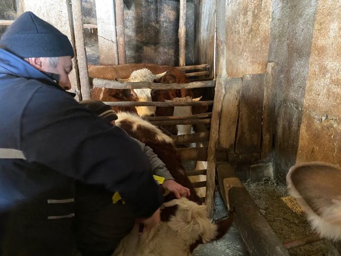 Bayburt’ta 2022 Yılı İlkbahar Dönemi Şap Aşılama Programı Başladı