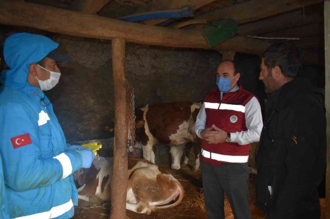 Bayburt’ta 2022 Yılı İlkbahar Dönemi Şap Aşılama Programı Başladı