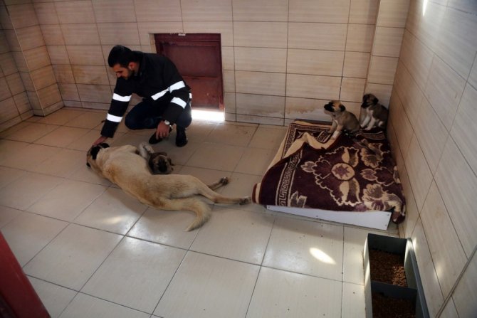 Elazığ Belediyesi Hayvan Bakım Evi Ziyarete Açılıyor