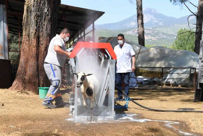 Konyaaltı, Hayvancılıktaki Uygulamalarıyla Türkiye’ye Örnek Oldu