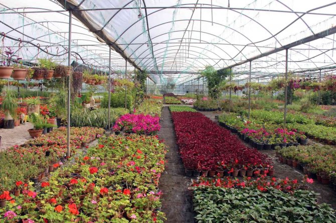 Muğla’da Üretilen Çiçekler 25 İlin Sokaklarını Süslüyor