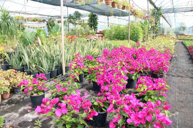 Muğla’da Üretilen Çiçekler 25 İlin Sokaklarını Süslüyor