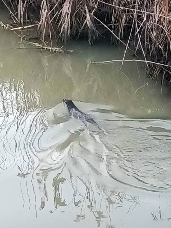 Yalova’da, “Su Samuru” Şaşkınlığı